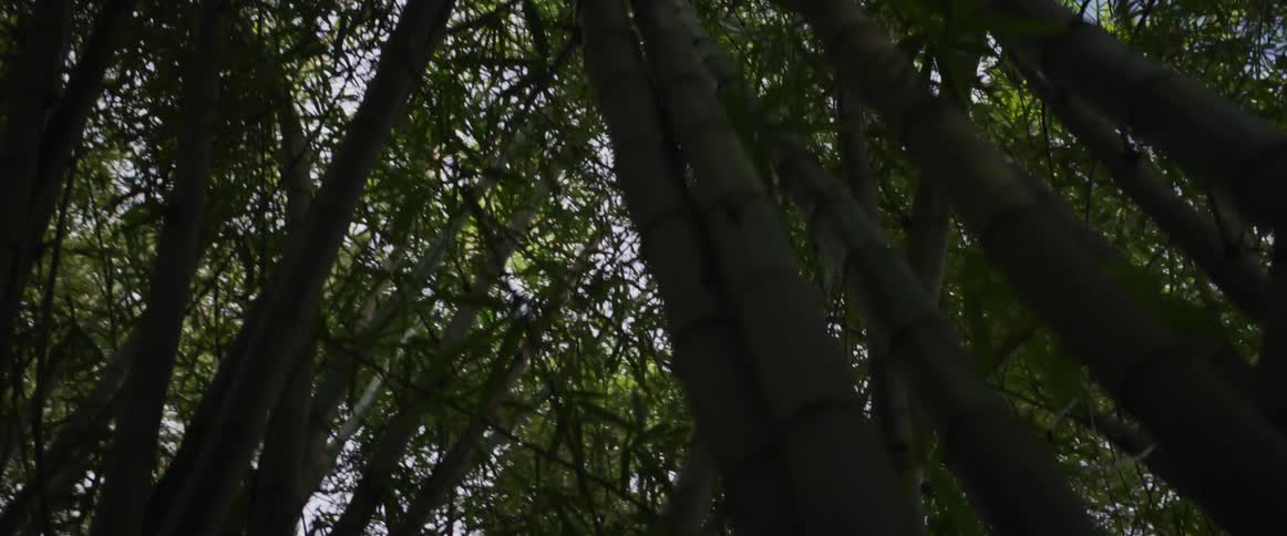 A slow, low-angle tracking shot moves through a dense and dark green bamboo forest, looking up towards the sky