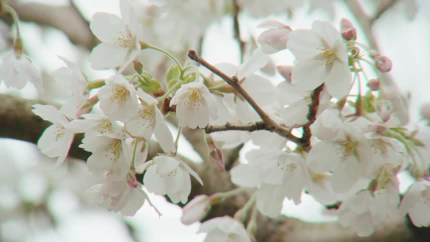 A close-up of delicate white cherry blossoms blooming on a tree branch gently swaying in the spring breeze