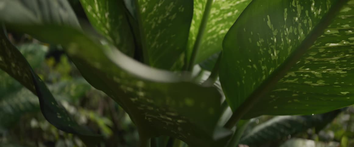 A slow, cinematic focus pull highlights the textures and patterns of a lush green plant leaf