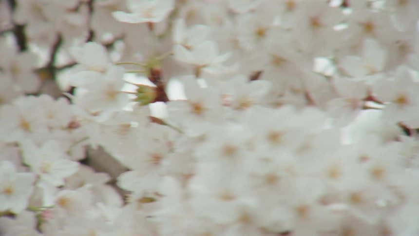 A close-up of delicate white cherry blossoms swaying gently in the breeze on a bright day