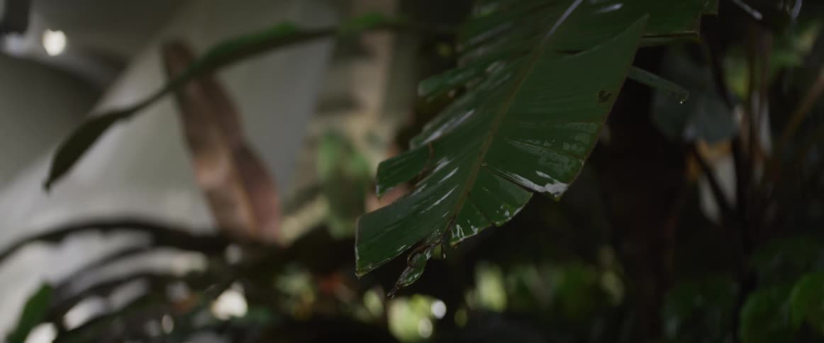 A slow motion close-up of raindrops dripping from a lush green tropical leaf after a rainfall