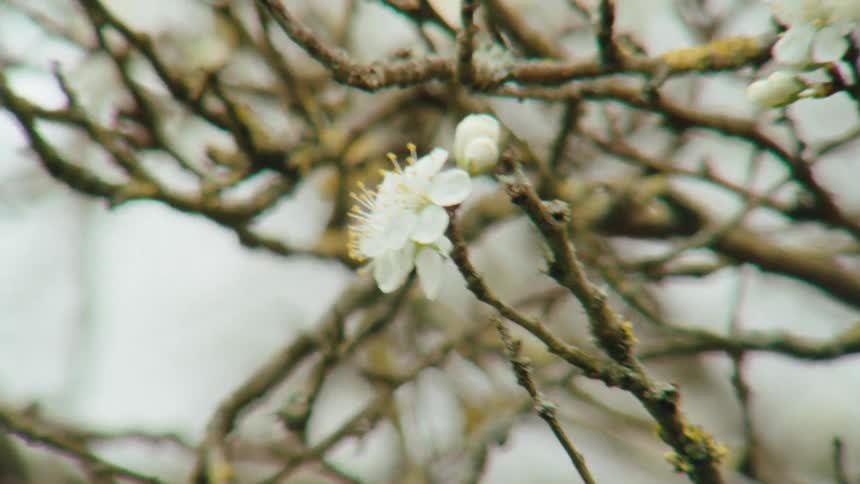 A delicate white cherry blossom, the first sign of spring, sways gently on a bare branch