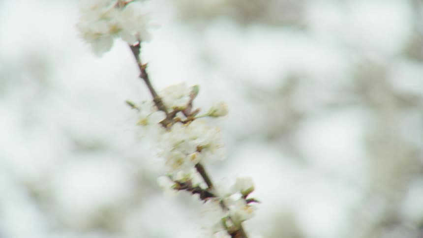 Soft focus close-up of a flowering tree branch with white blossoms gently swaying in the wind
