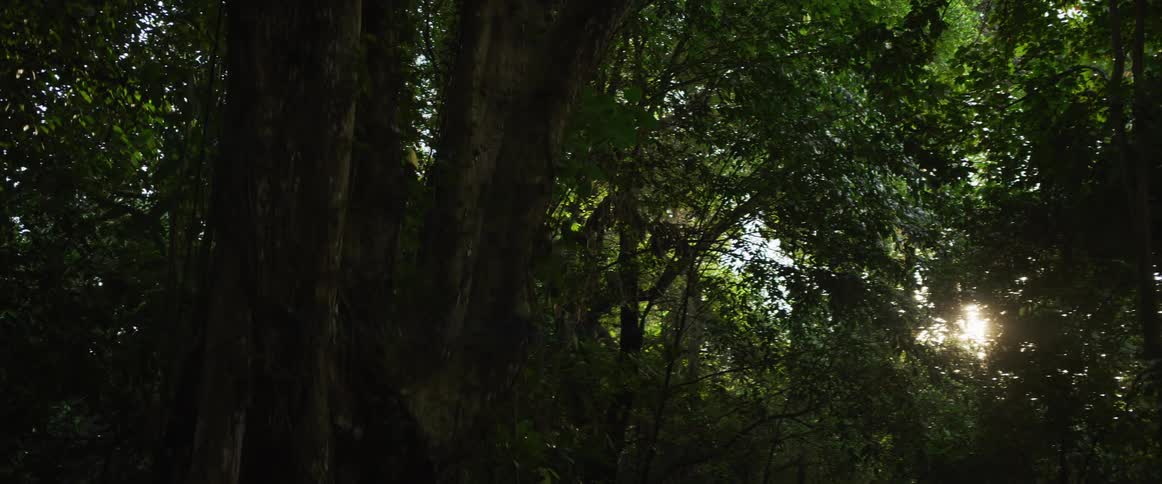 Sunlight peeks through the thick green foliage of a dark and mysterious forest in a slow pan shot