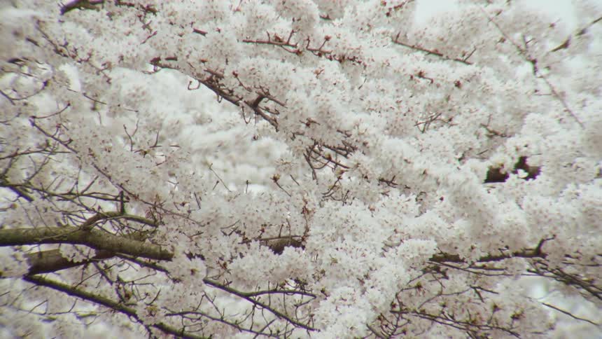 Abundant white cherry blossoms cover the branches of a tree, swaying gently in a soft breeze