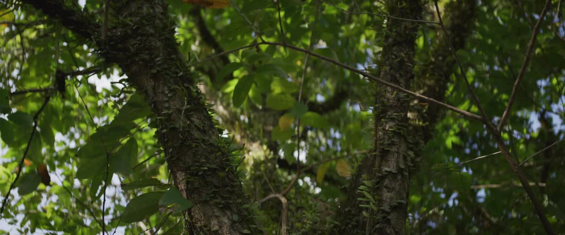 A close-up, low-angle shot of a large tree trunk covered in small green vines and leaves as the camera slowly pulls back