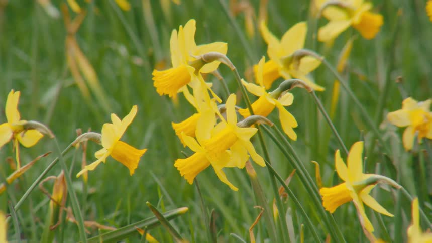 Vibrant yellow daffodils wildly in the strong wind in a lush green field