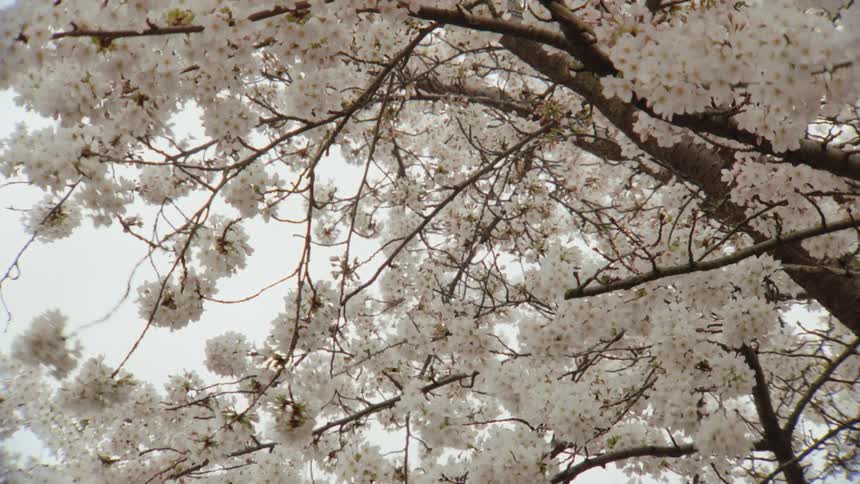 A beautiful cherry blossom tree with full white blooms sways gently in the breeze on a spring day