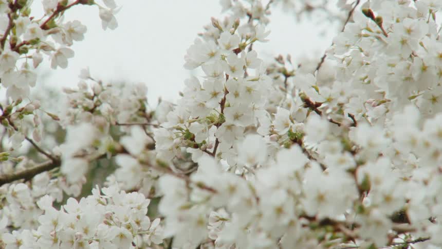 A slow, gentle zoom into delicate white cherry blossoms blooming on tree branches against a soft, overcast sky