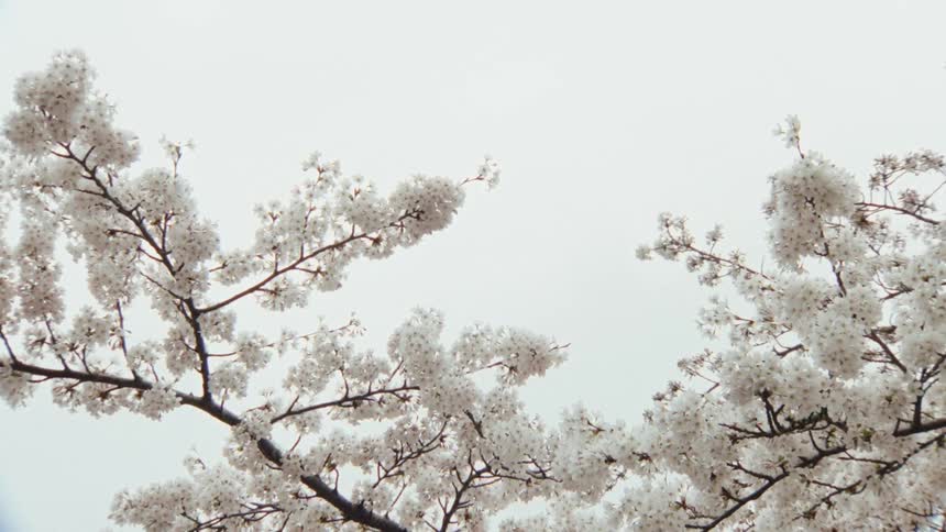 Delicate white cherry blossoms on branches frame a bright, overcast sky in spring