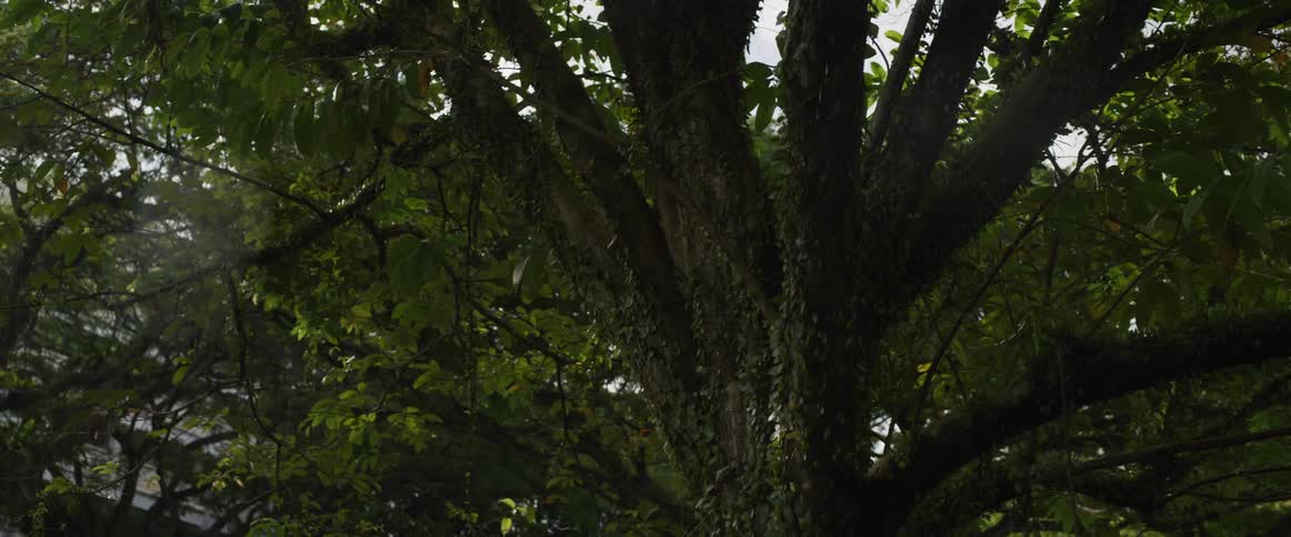 Looking up at a sprawling, ancient tree covered in lush green ivy and moss as its leaves gently sway in the breeze