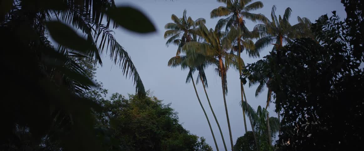 A low-angle view of tall palm trees silhouetted against a dusky sky in the rainforest