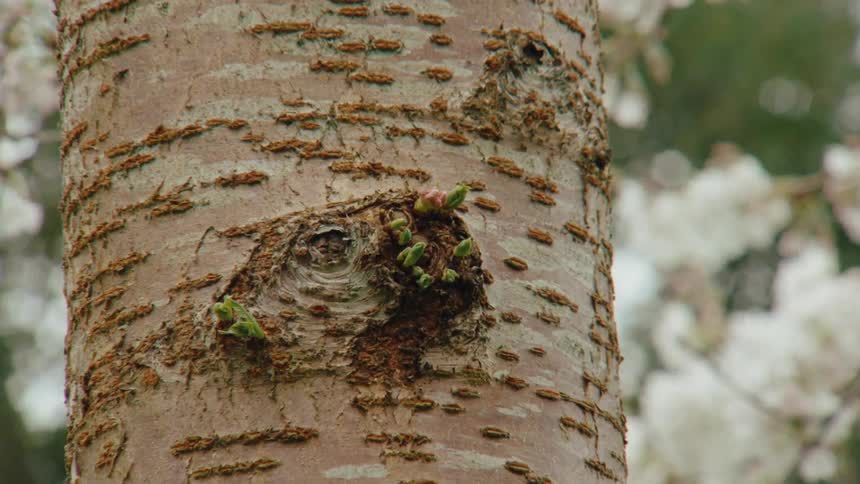 A detailed zoom shot through a scope focuses on fresh green and pink buds emerging from a tree trunk during spring
