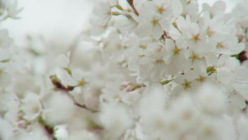A dreamy close-up shot of delicate white cherry blossoms gently swaying in the spring breeze