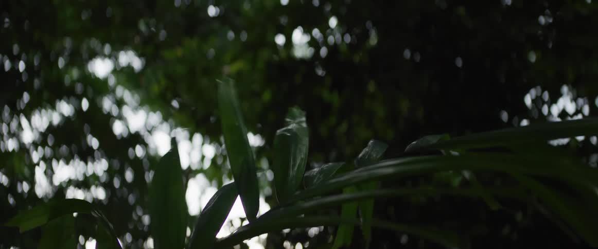 Dark green plant leaves sway gently in slow motion with a beautiful bokeh background in a serene rainforest