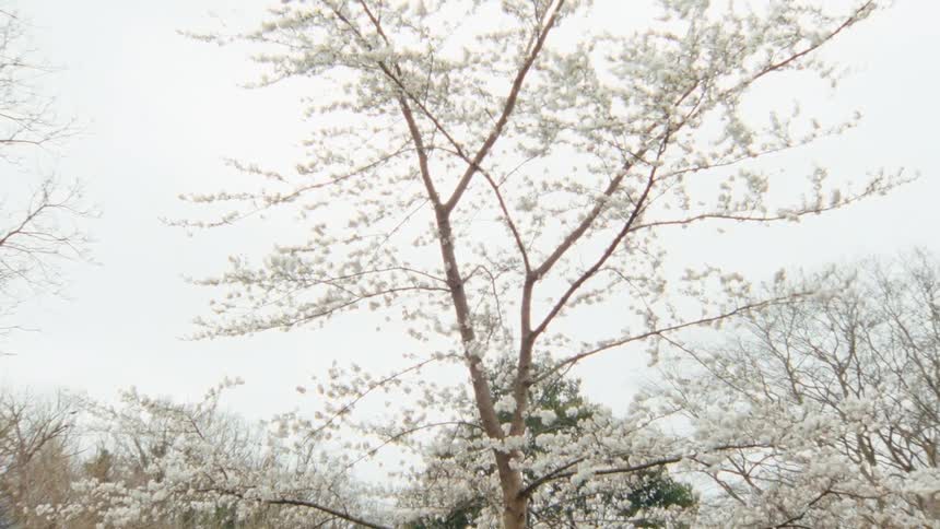A low-angle view of a beautiful tree with white blossoms gently swaying in the breeze against an overcast sky