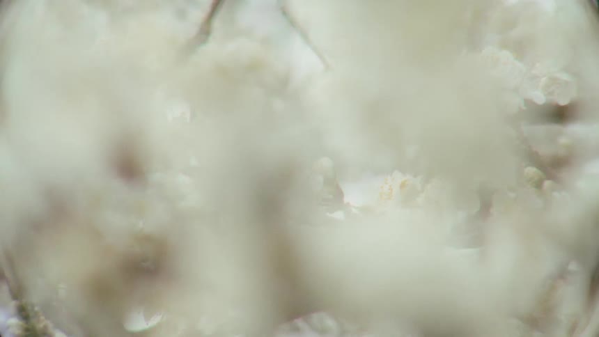 An artistic, dreamy close-up shot of beautiful white flowers blossoming on a tree
