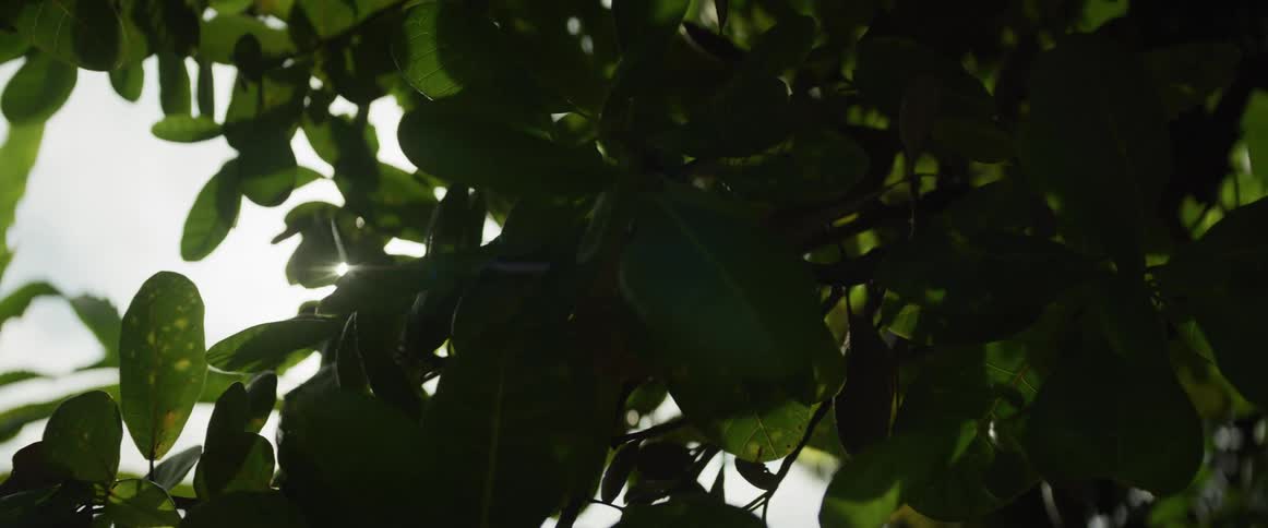 Sunlight filters through the gentle swaying leaves of a tree, creating a serene lens flare