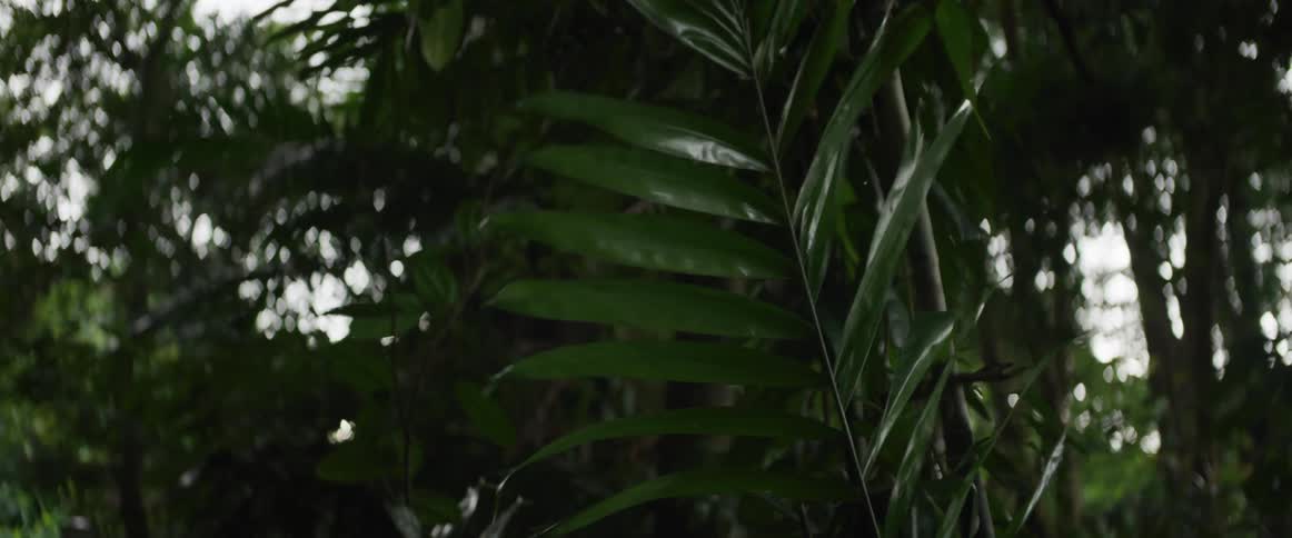 A small green lizard climbs up a large leaf in the dense undergrowth of the rainforest