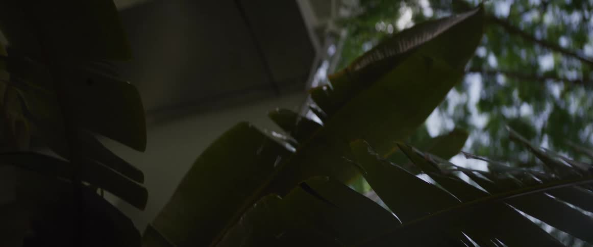 Raindrops fall in slow motion onto the large green leaves of a tropical plant