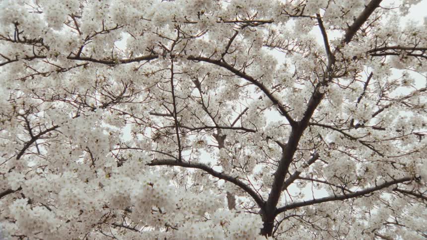 A beautiful cherry blossom tree with dense white flowers is seen in full bloom from a low angle against the sky
