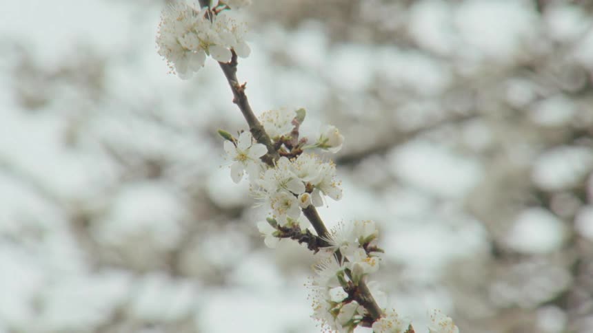 A slow-motion close-up of a delicate tree branch with white blossoms blooming against a soft-focus background