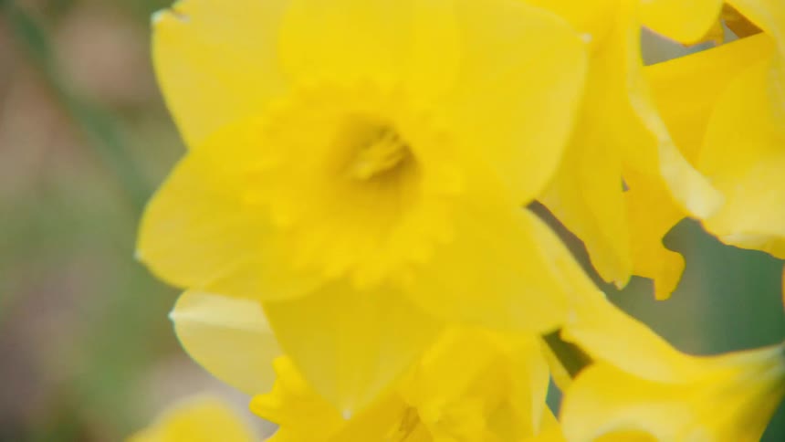 A vibrant yellow daffodil flower sways gently in the breeze on a soft-focus background