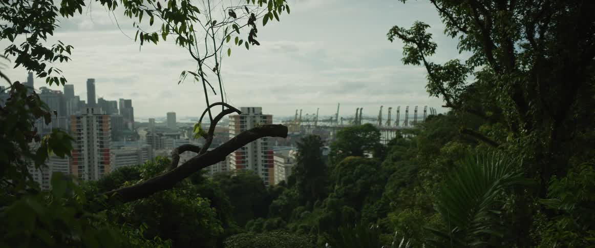 Lush green jungle foliage frames a static view of the modern Singapore cityscape and its busy industrial shipping port
