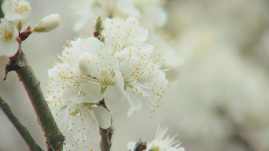A beautiful close-up of delicate white plum blossoms blooming on a tree branch in the springtime