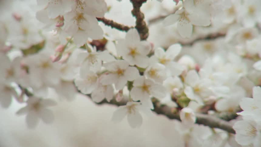 A dreamy, slow-motion close-up shot of delicate white cherry blossoms blooming on a tree branch during springtime