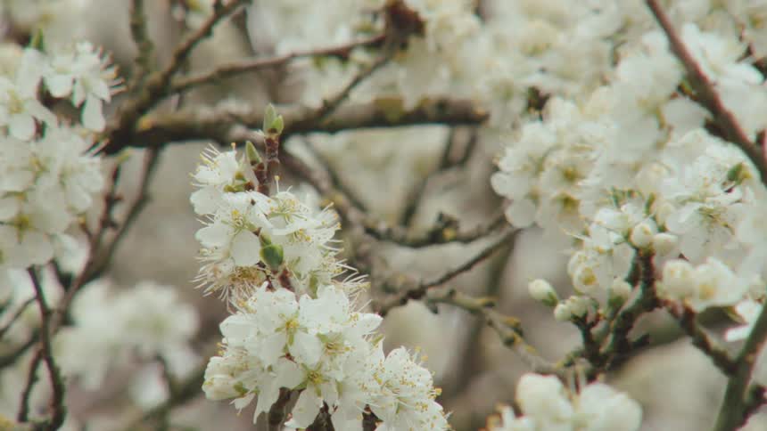 A slow zoom focuses on the delicate white blossoms of a flowering tree in spring