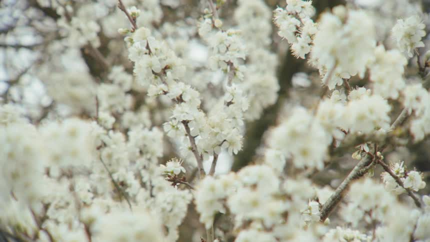 A dreamy close-up shot of beautiful white spring blossoms on a tree branch gently swaying in the wind