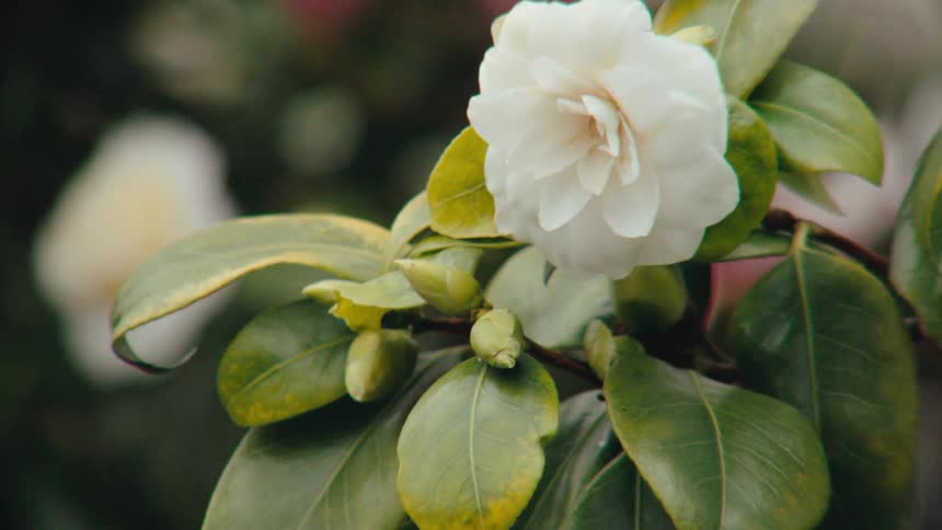 A slow, soft focus pull reveals a beautiful white camellia flower blooming on a leafy green branch
