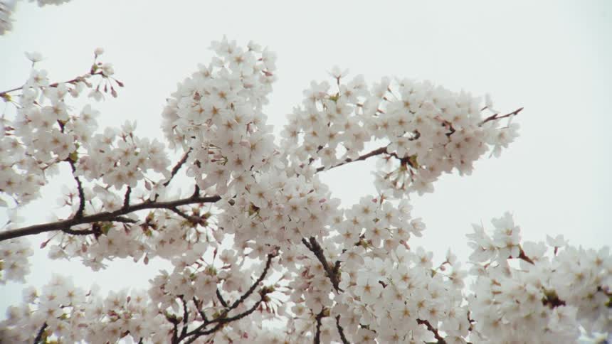 A close-up, low-angle shot of a blooming cherry blossom tree with its white flowers gently swaying against a bright white sky