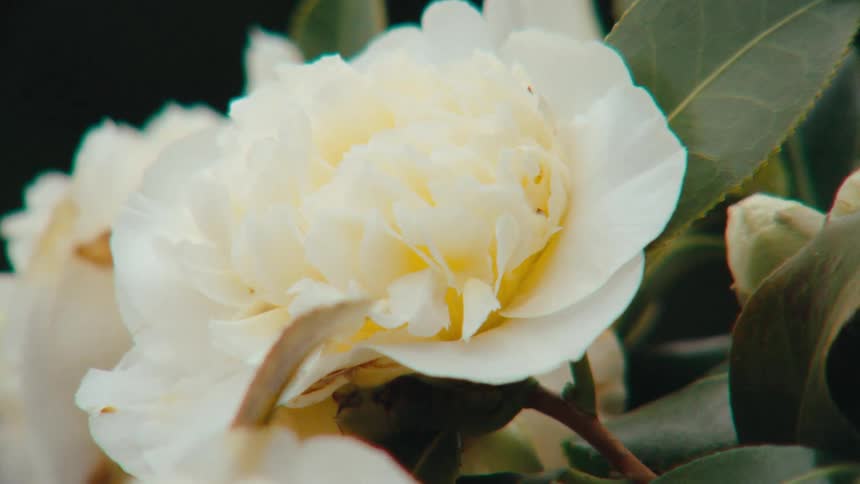 A delicate white camellia flower with ruffled petals gently sways in a serene garden setting