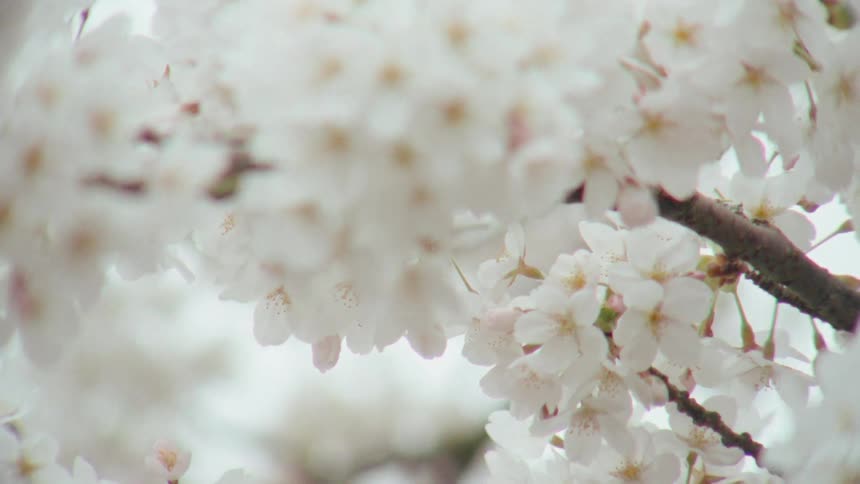 A close-up, slow-motion shot captures delicate white cherry blossoms gently swaying in the breeze on a branch
