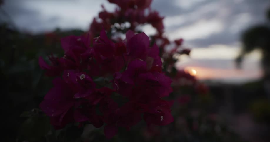 A moody close-up shot of magenta bougainvillea flowers with a soft-focus sunset in the background