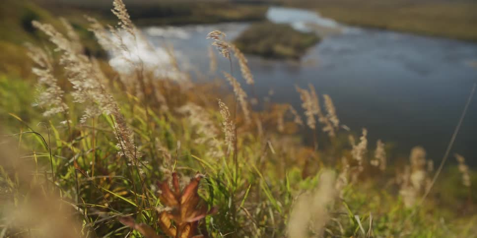 Golden wild grasses in the wind on a sunny hilltop overlooking a tranquil river below