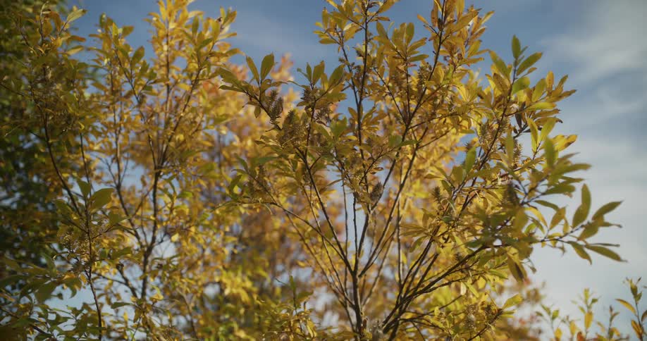 Close-up of a vibrant yellow-leaved tree swaying in a gentle breeze against a clear blue sky on a sunny autumn day