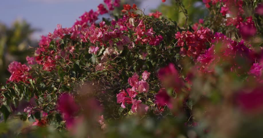 Vibrant pink bougainvillea flowers on a lush green bush sway gently in the breeze on a sunny day