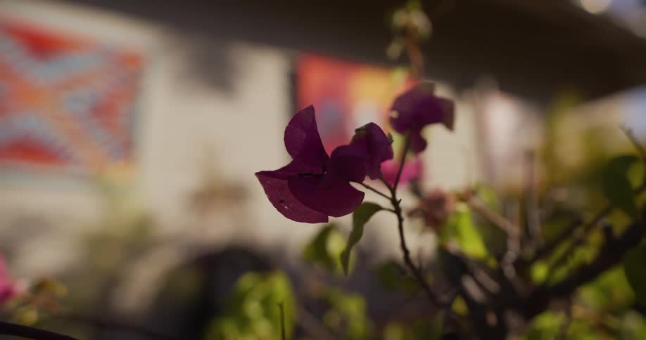 A serene close-up of a purple bougainvillea flower gently swaying in the soft afternoon sunlight