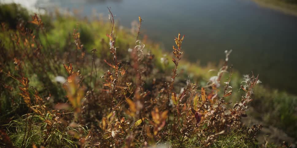 A dreamy slow-motion close-up of colorful autumn plants with fluffy white seed pods swaying gently in the breeze on a sunny riverbank