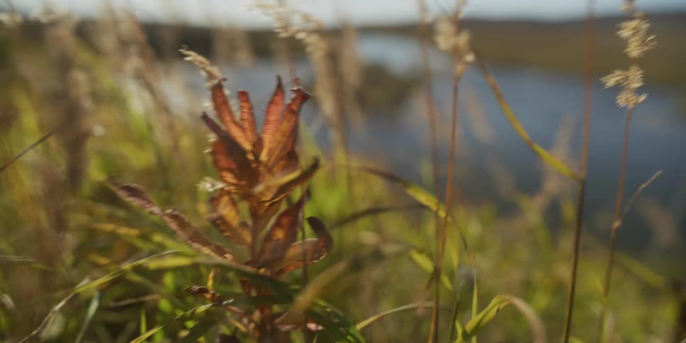 Golden sunlight illuminates a wilting autumn plant and tall grasses swaying in the breeze with a river in the background