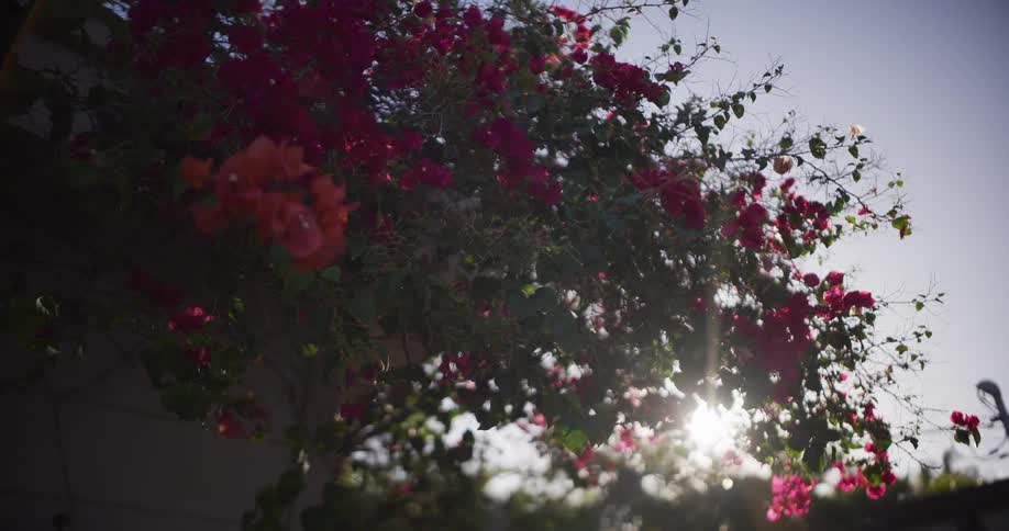 Bright sunlight shines through the leaves and pink flowers of a bougainvillea vine on a sunny day