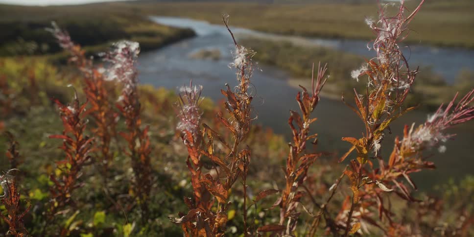 Close-up of fluffy fireweed seeds swaying in the wind on an autumn day with a scenic river valley in the background