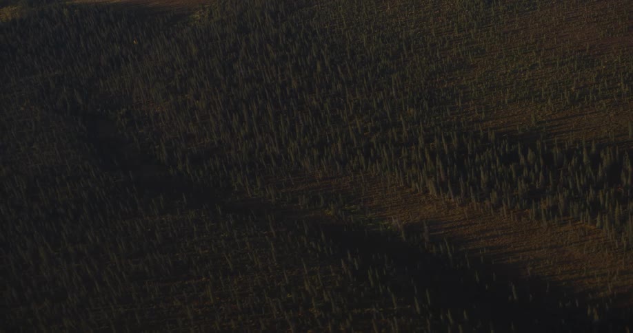 A serene aerial shot slowly pulls back over a massive, dark forest of evergreen trees in the fading light