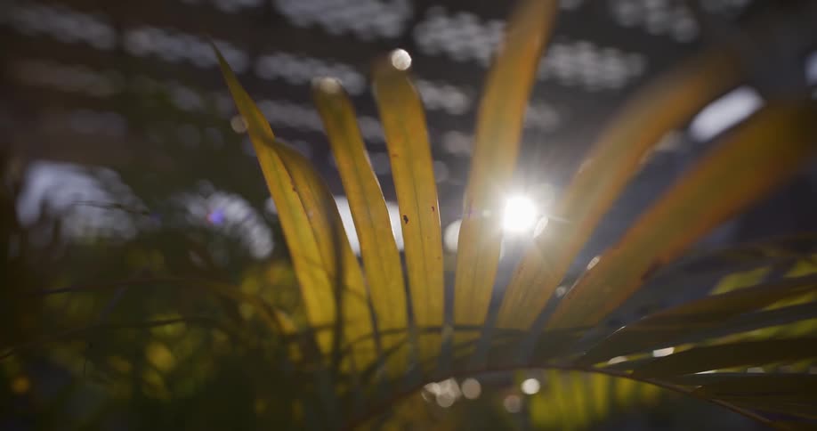 Sunlight filters through a green palm frond, creating a serene lens flare