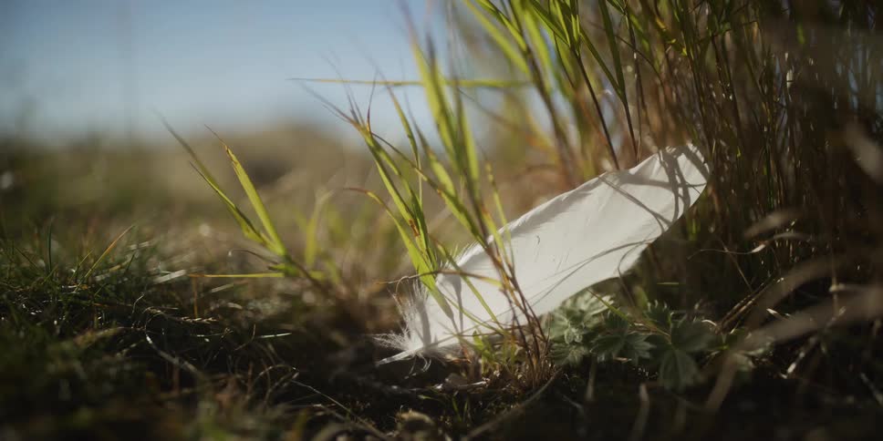 A close-up, backlit shot shows a single white feather lying on the ground amongst blades of grass, gently swaying in the wind