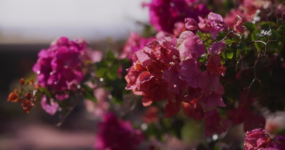 Vibrant pink bougainvillea flowers glisten with water droplets in the soft morning light, gently swaying in a light breeze