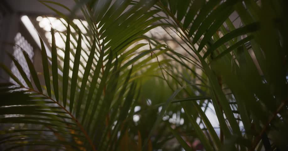 A slow push-in shot focuses on lush green palm fronds in soft, ambient light